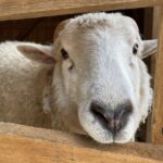 sheep